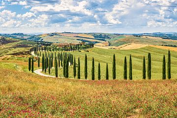 Tuscany landscape with cypress trees in Italy