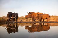 Een moeder en baby neushoorn komen twee kafferbuffels tegen bij een drinkplaats van Peter van Dam thumbnail