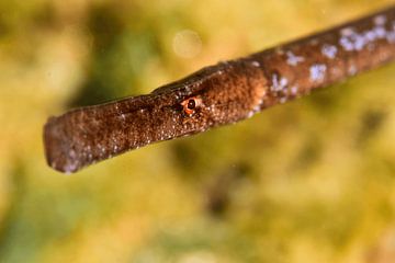 Pipefish in Amber Waters