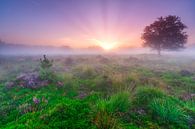 Sonnenaufgang Heide Bakkeveen von Taede Smedes Miniaturansicht