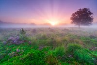 Zonsopkomst heide Bakkeveen