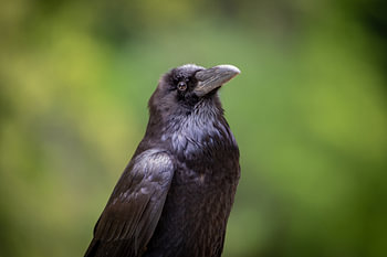 Corbeau près de Yosemite