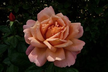 Roze roos van Bennie Eenkhoorn