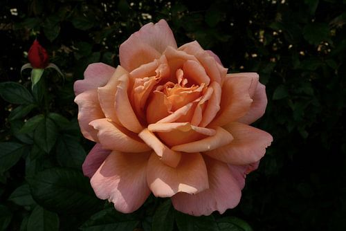Roze roos