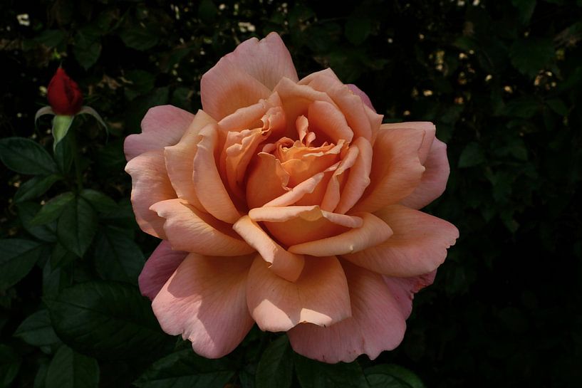 Pink rose by Bennie Eenkhoorn