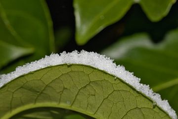 sneeuw langs de rand van een omgekruld laurierblad van Anne Ponsen