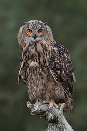 Portrait d'un hibou grand-duc européen sur Ronald Pol