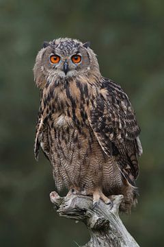 Europese Oehoe (Bubo bubo) van Ronald Pol