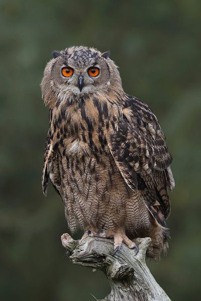 Porträt eines europäischen Uhus von Ronald Pol