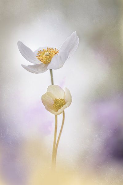Annemone white yellow purple shades by natascha verbij