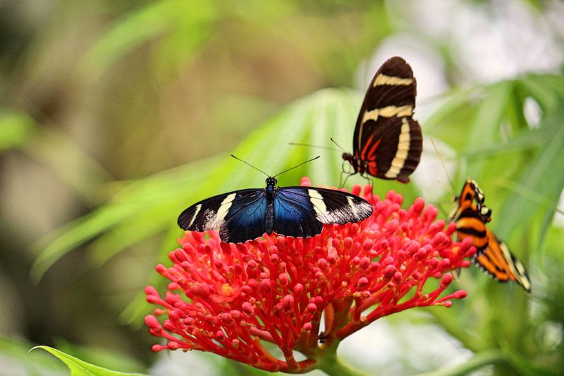 Drei Schmetterlinge  von Jop Fotografie