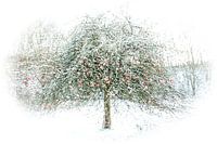 apples in the snow