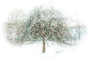 pommes dans la neige