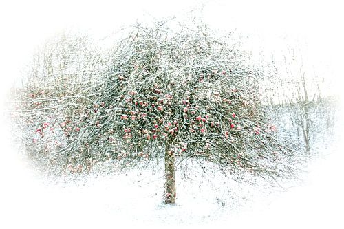 Äpfel im Schnee