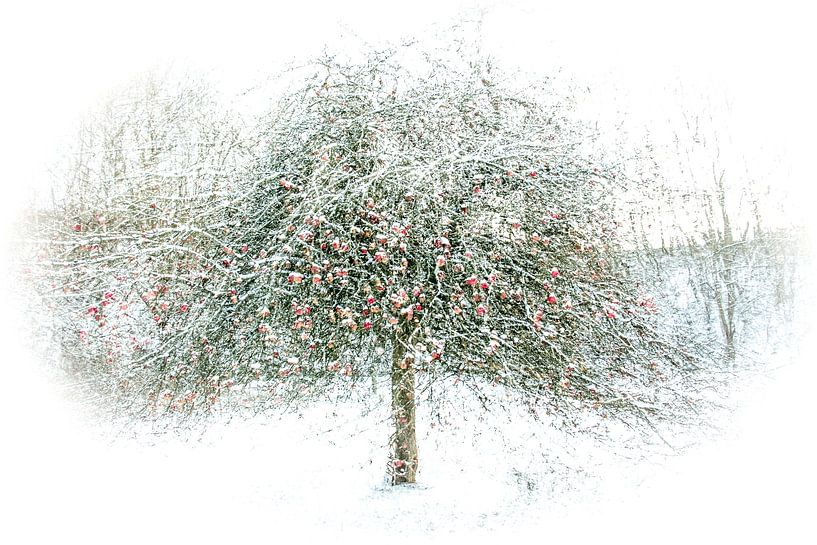 apples in the snow by Guido Rooseleer