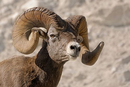 Bighorn at Medicine Lake, Canada