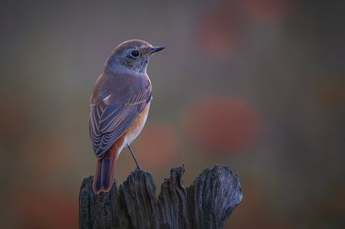 Gekraagde Roodstaart Vrouwtje