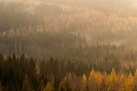 View over pine forest in the morning. by Axel Weidner thumbnail