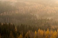 View over pine forest in the morning.