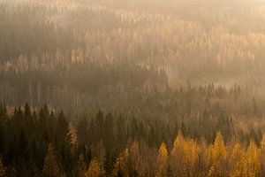 Vue sur la forêt de pins le matin.