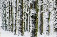 Trees in the snow par Erwin Maassen van den Brink Aperçu