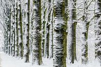 Winter landschap