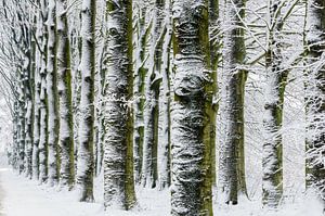 Trees in the snow sur Erwin Maassen van den Brink