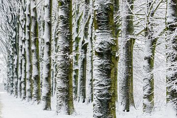 Winter landschap van Erwin Maassen van den Brink