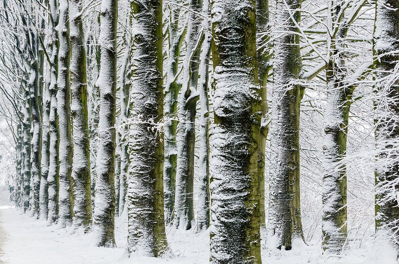 Trees in the snow par Erwin Maassen van den Brink