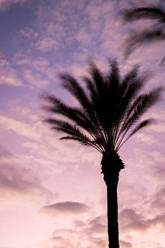 Palmen in der Abendröte (vertikal) von Tim Emmerzaal