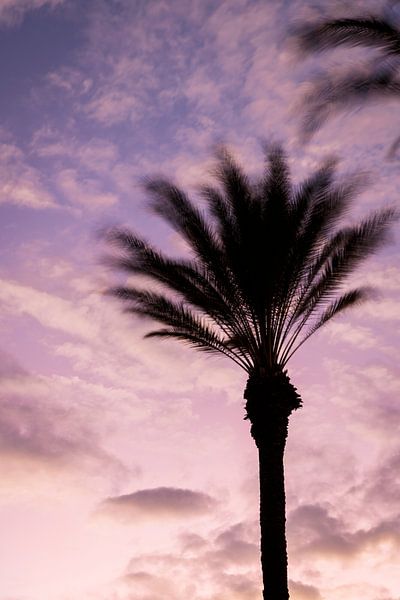 Palmiers dans la lueur du soir (vertical) par Tim Emmerzaal