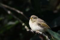 Chiffchaff