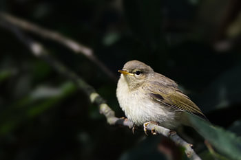 Chiffchaff