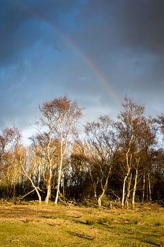 Regenboog boven winterse bomen van Marcel Alsemgeest