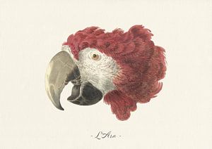 L'Ara