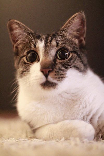 Große Katzenaugen von Lisa De Monte