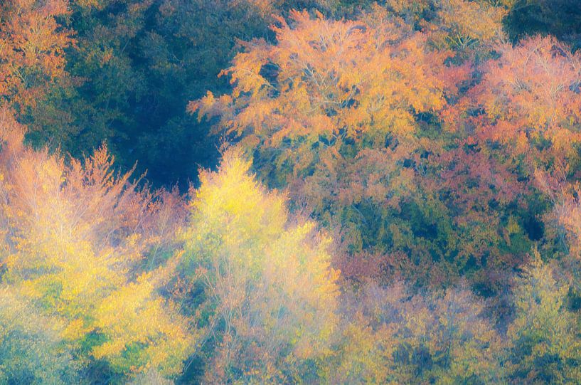 Bunter Herbstwald von Mark Bolijn