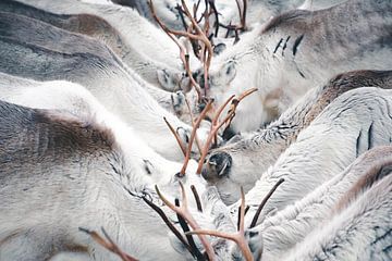 Groupe de rennes en Laponie sur Kimberley Jekel