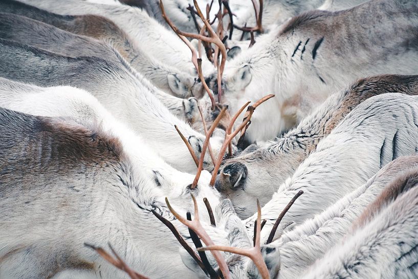 Groupe de rennes en Laponie par Kimberley Jekel
