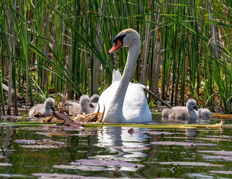 Swan family by Lia van Beest