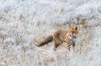 Vos in de winter van Menno Schaefer thumbnail