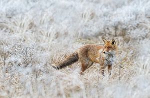 Red fox von Menno Schaefer