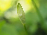 Snowdrop