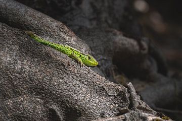 Lézard des sables vert sur Jolanda Aalbers