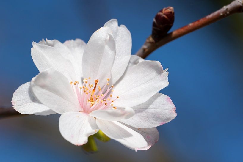 Winter cherry (Prunus subhirtella) by Alexander Ludwig