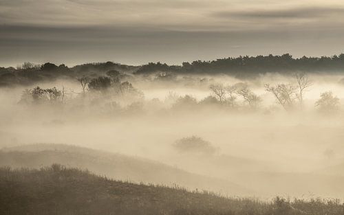 Ochtend in natuurgebied Berkheide