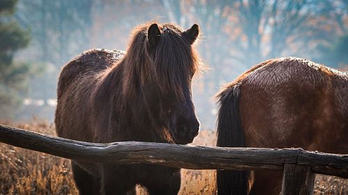 Wilde paarden bij de de posbank, veluwezoom