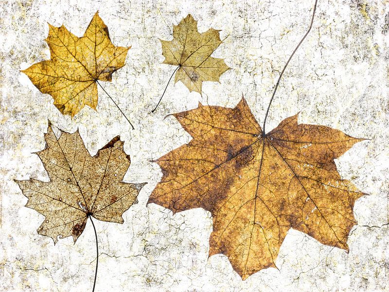 La simplicité particulière des feuilles. par Klaartje Majoor