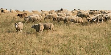 Sheep flock on the dyke near Katwijk aan Zee. 2 by Alie Ekkelenkamp
