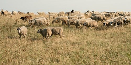 Troupeau de moutons sur la digue près de Katwijk aan Zee. 2